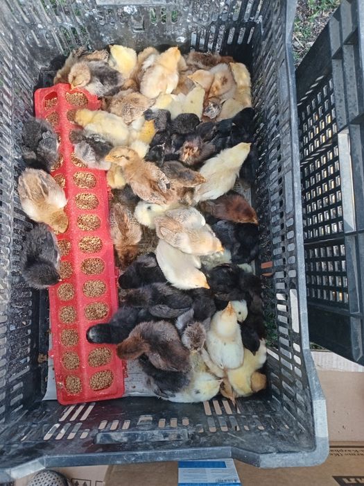 Продаю цыплят  от домашних кур несушек
