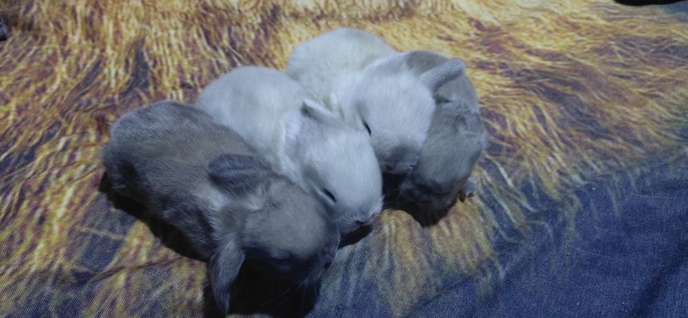 Vând pui berbec pitic