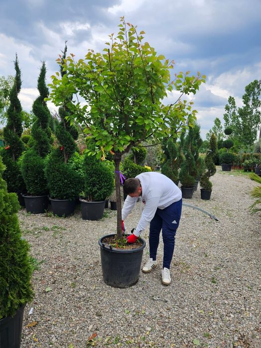 Catalpa globulară toate dimensiunile Transport gratuit