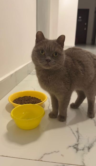 Мега ЛАСКОВАЯ Британочка!