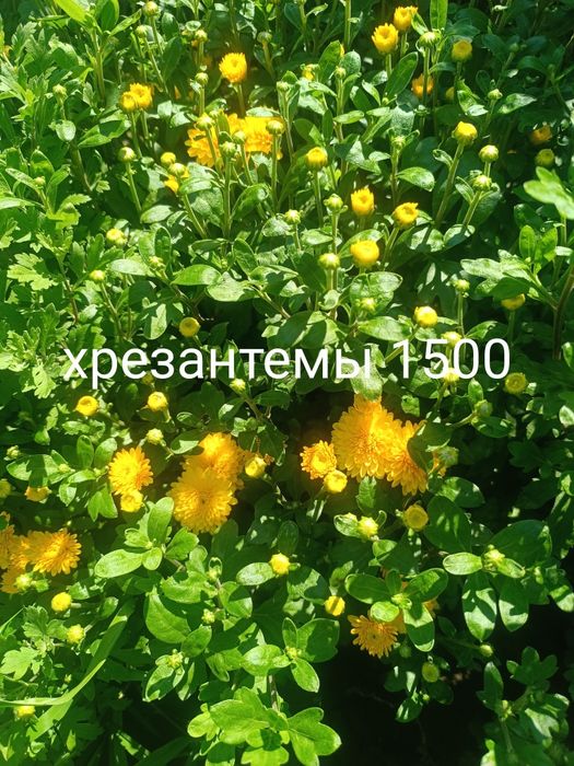 Продам цветы многолетний