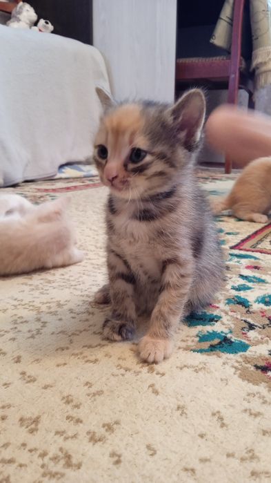 Отдам котят в добрые руки 1 месяц