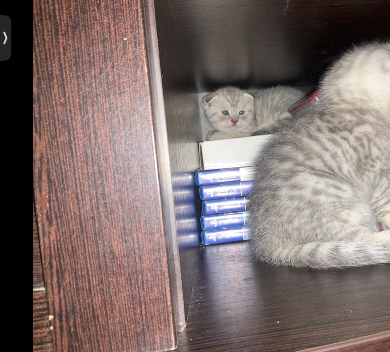 Шотландский вислоухий кот.         Вязка
