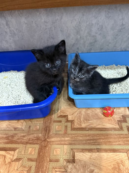 Котята  бесплатно