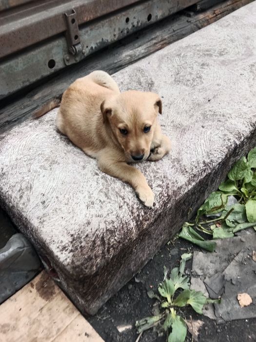 Отдам в добрые руки щенков