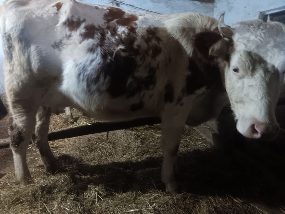 Vand doua juninci fatate recent