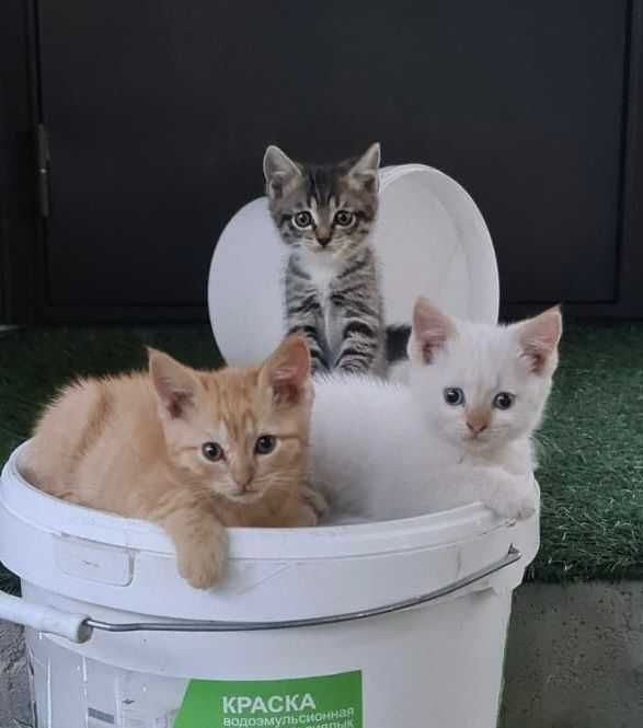 Котята 2,5 месяца