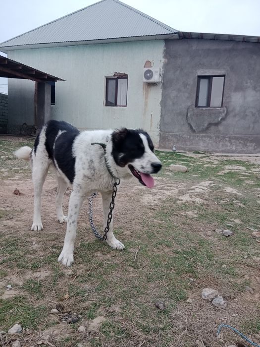 Алабай 1,5 жасар еркек