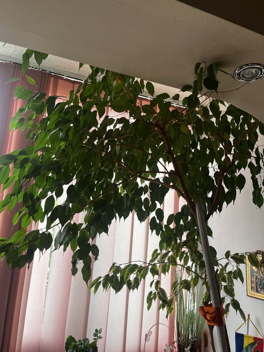 Vand ficus inalt, 2,5 m inaltime
