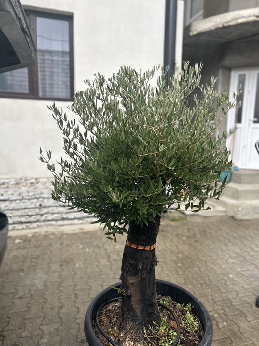 Vand maslini seculari si bonsai