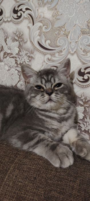 Scottish Straight Скотиш страйт