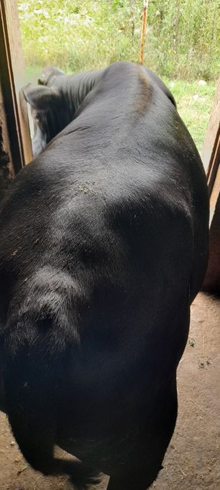 Vând vițel de 7 luni