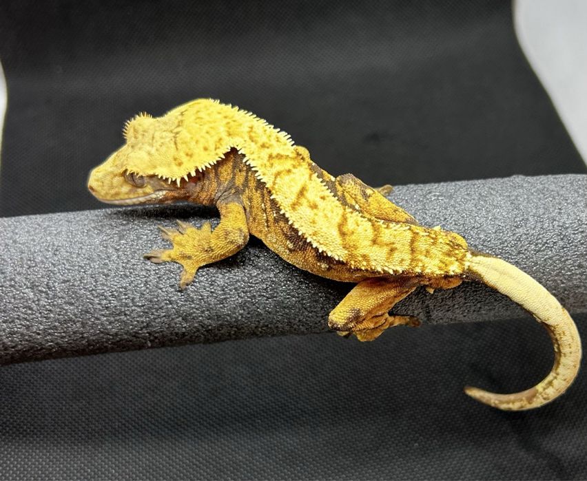 Банановдни гекони 2бр.