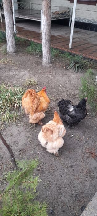 Кох товук тухумлари сотилади