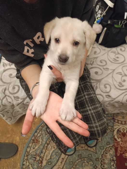 Ищем семью для щенка