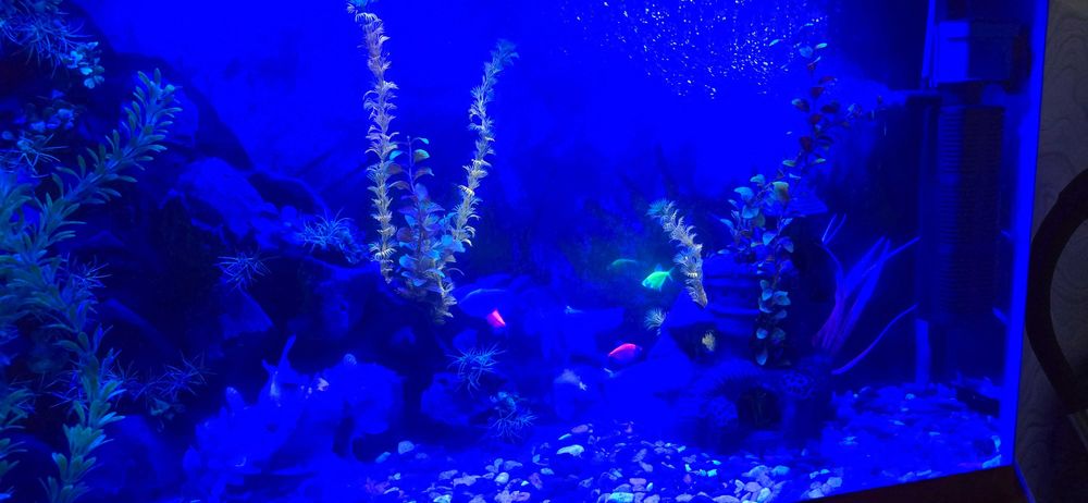 Аквариум 240 литр с тумбой+рыбой +доставка