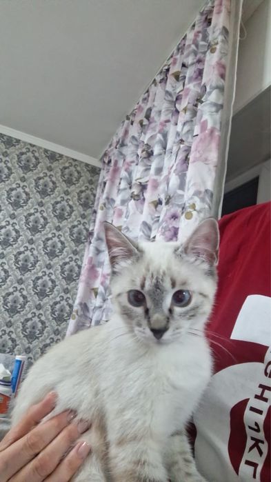 Кошка подросток