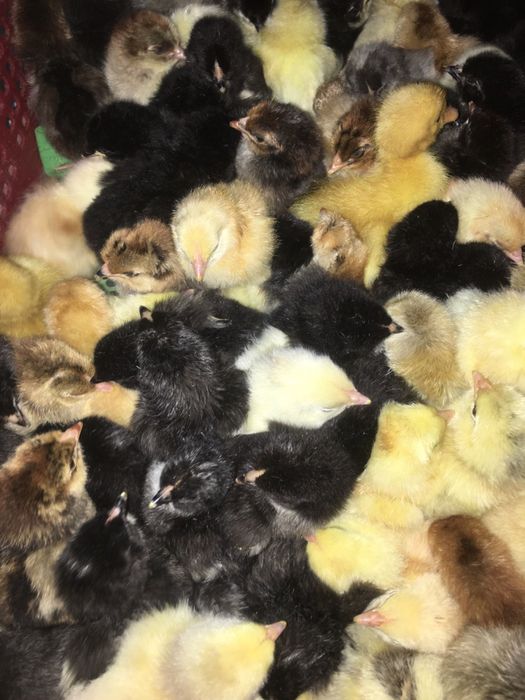 Inkubatorda jo'ja ochiramiz xar xil tuxumlardan