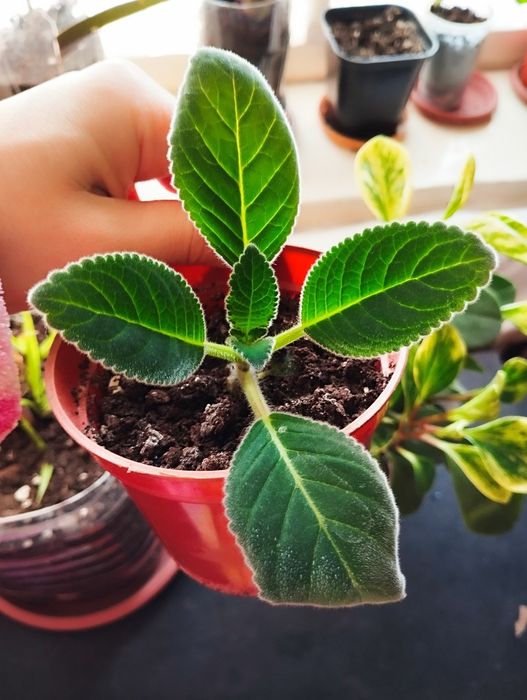 Махровые глоксинии