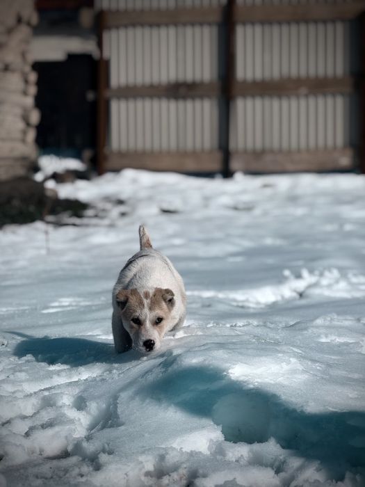 Алабай тобет кушык
