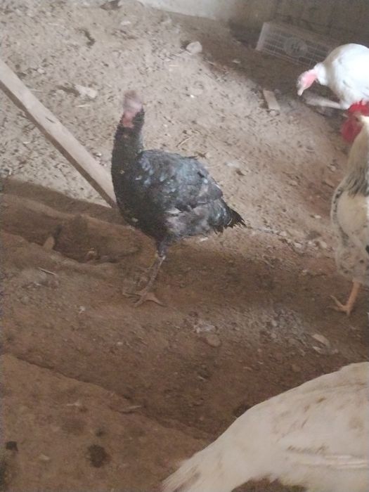 Продам индюк индоутка дакан