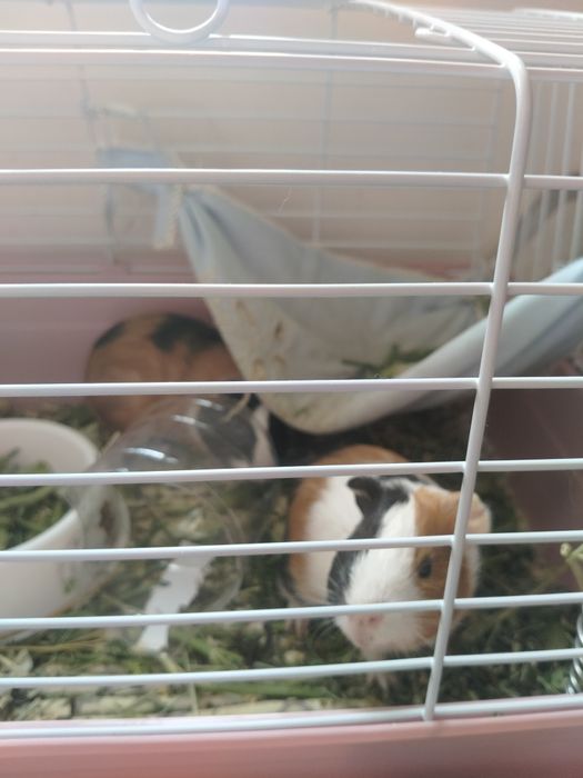 Морские свинки очень красивые