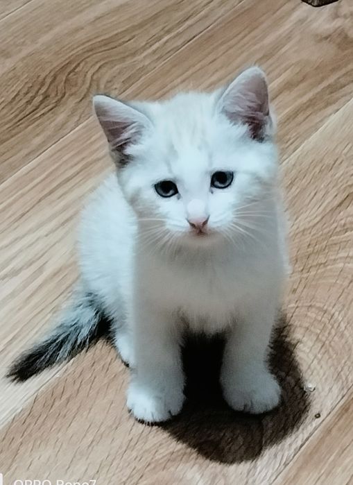 Отдам котенка в добрые руки