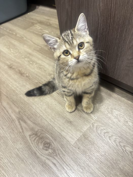 Продам котят британцы
