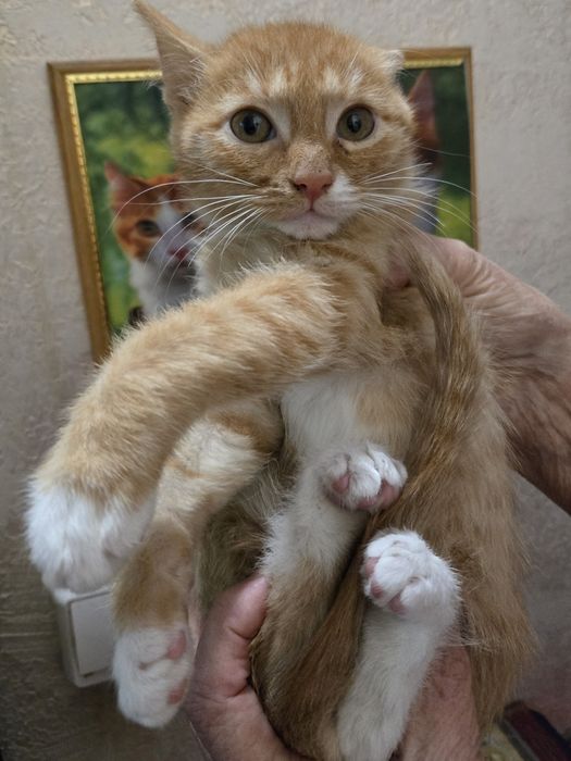 Продам не дорого