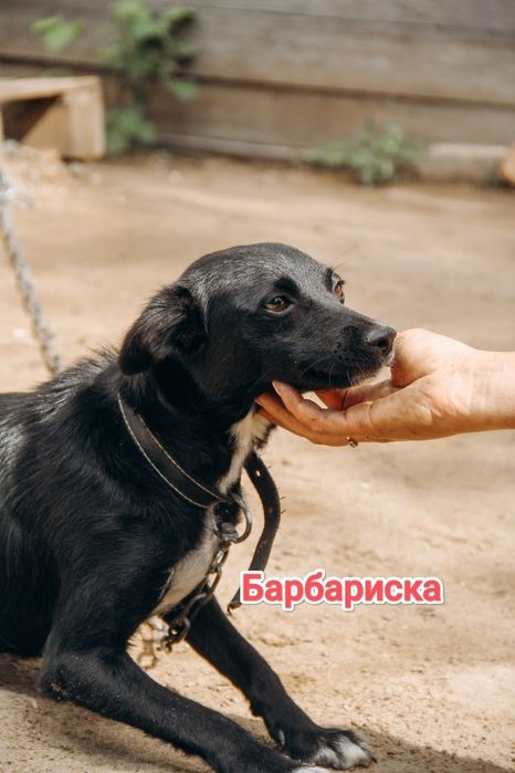 Дарю в добрые и ответственные руки