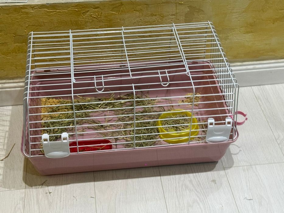 Продам декоративный кролик