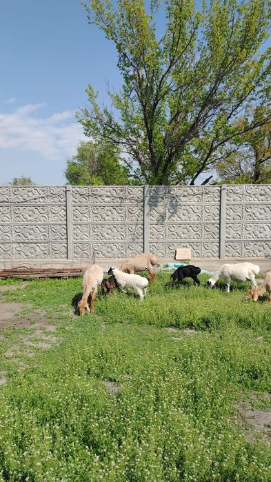 Продам Баранов хороших