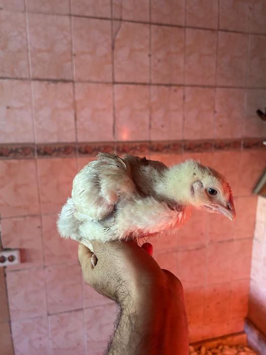 Продам цыплят домашние