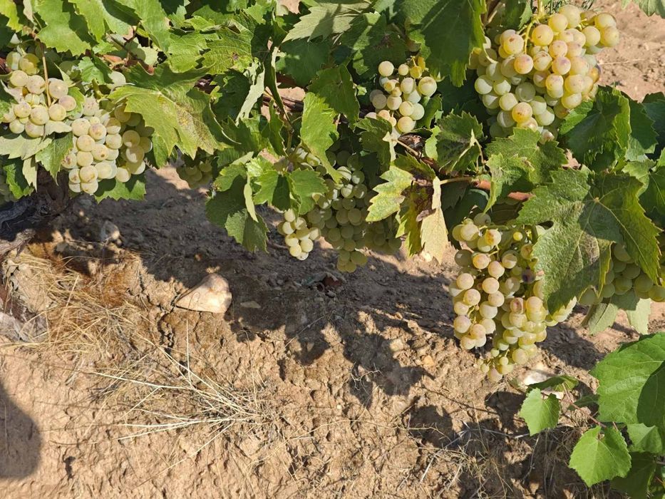 Продавам винено грозде собствено производство