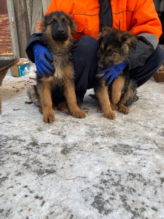 Немецкие овчарки