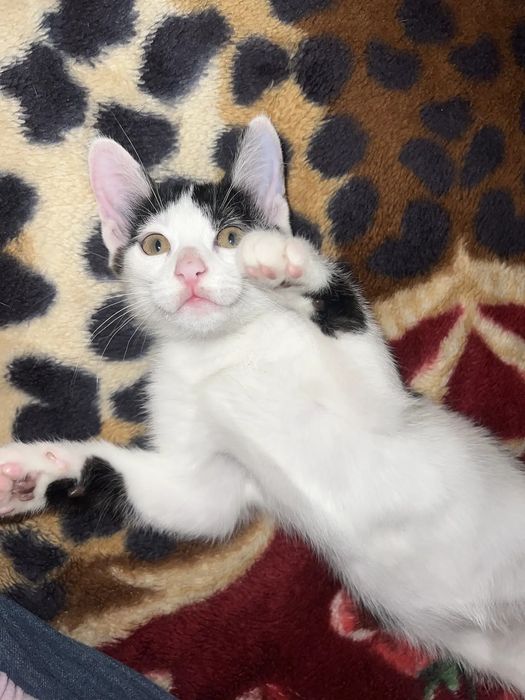 Отдаем котика в добрые руки