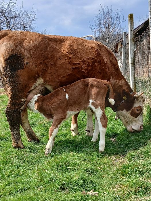 Văcuțe baltate românesti