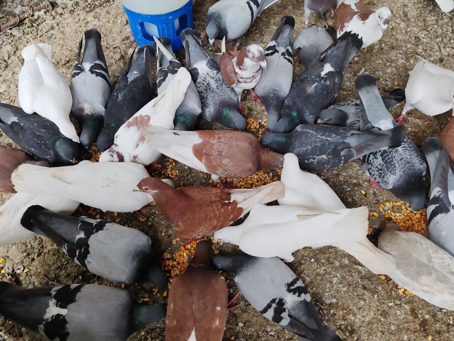 Vând porumbei voiajori