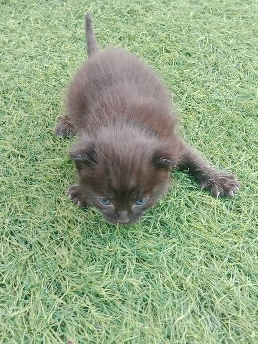 Отдам Котят  от 15 августа