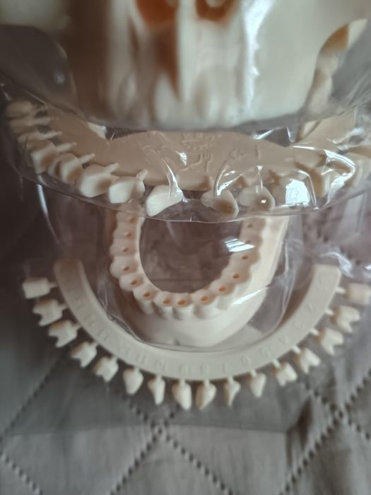 Craniu pentru învățământ.