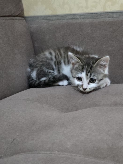 Котята, мать шотландский шиншила