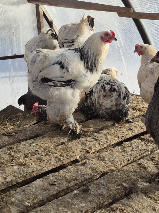 Продам чистопородных петухов Брама