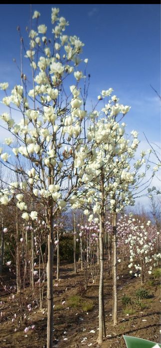 Copacii ornamentali ;magnoli,camelias,trandafiri