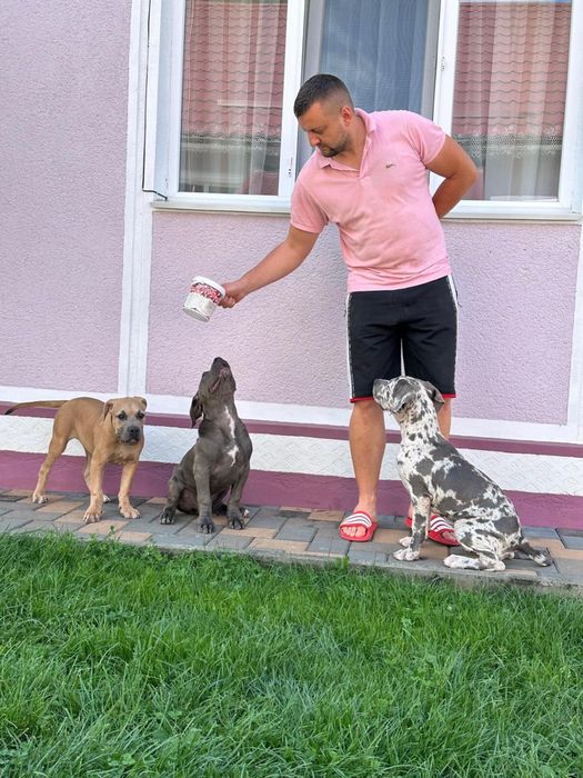American BULLY XL
