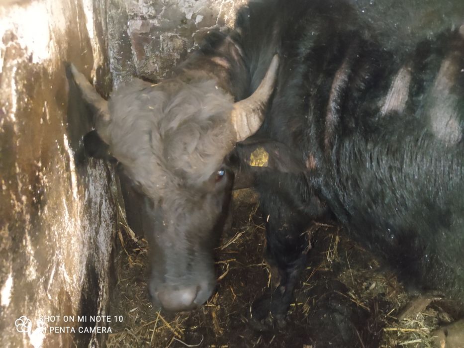 VAND TAUR pentru monta