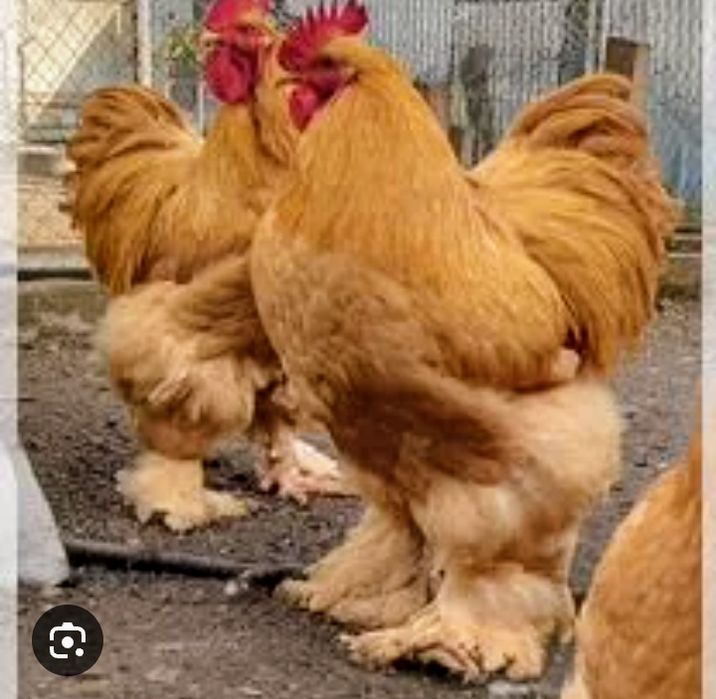 Инкубационные яйца и цыплята Брама