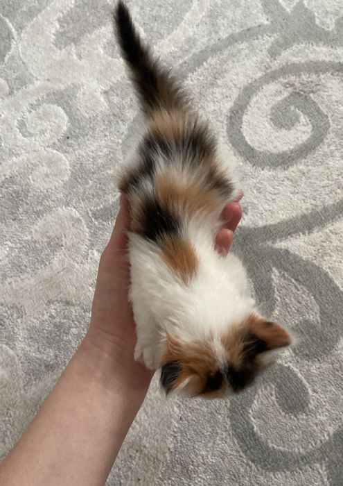 Трехцветный котенок