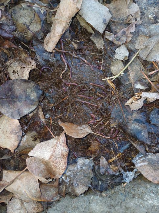 Калифорния чувалчангги