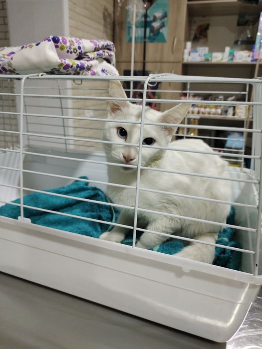 Котик кастрированный