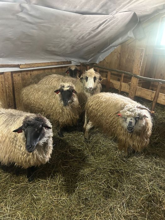 Oi ținere de vânzare